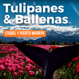 TULIPANES Y BALLENAS. Esquel y Puerto Madryn