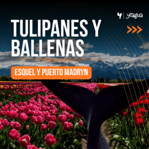 TULIPANES Y BALLENAS. Esquel y Puerto Madryn